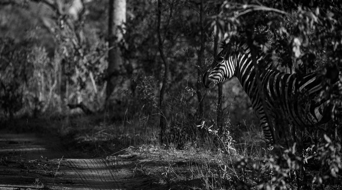 07Mike Palmer Zebra 230516 1 07Mike Palmer Zebra 230516 1