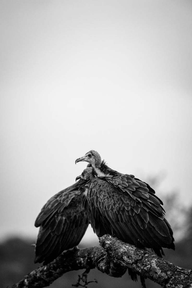 10Mike Palmer Vultures 130616 1 10Mike Palmer Vultures 130616 1