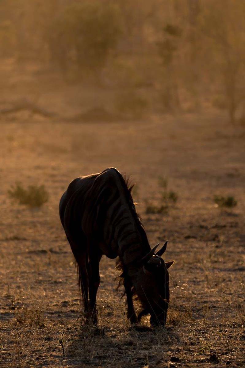 13Sheldon Hooper Wildebeest In The Morning 13Sheldon Hooper Wildebeest In The Morning