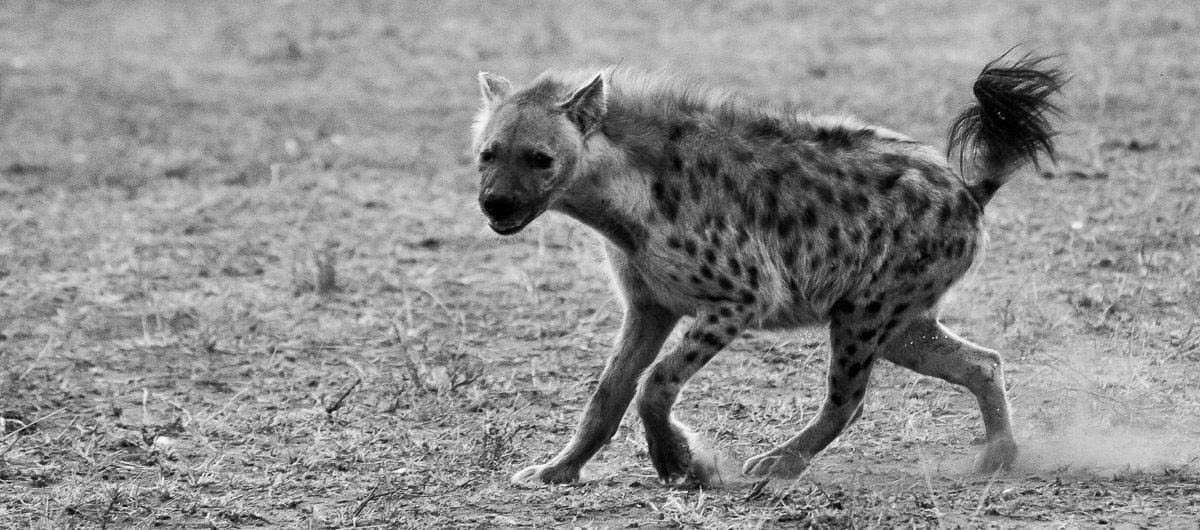 15Sheldon Hooper Hyena BW 15Sheldon Hooper Hyena BW