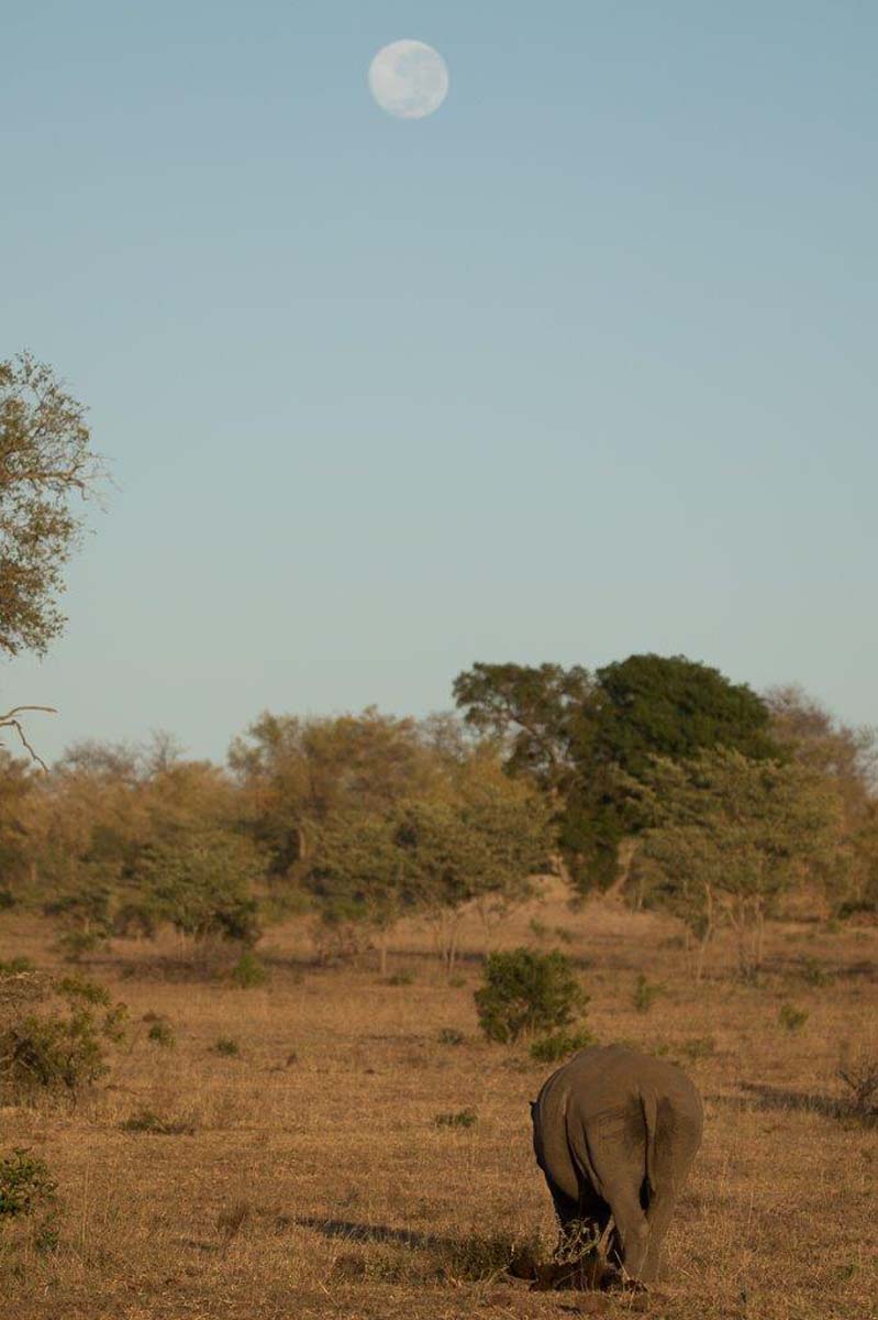 16Sheldon Hooper Rhino Moon