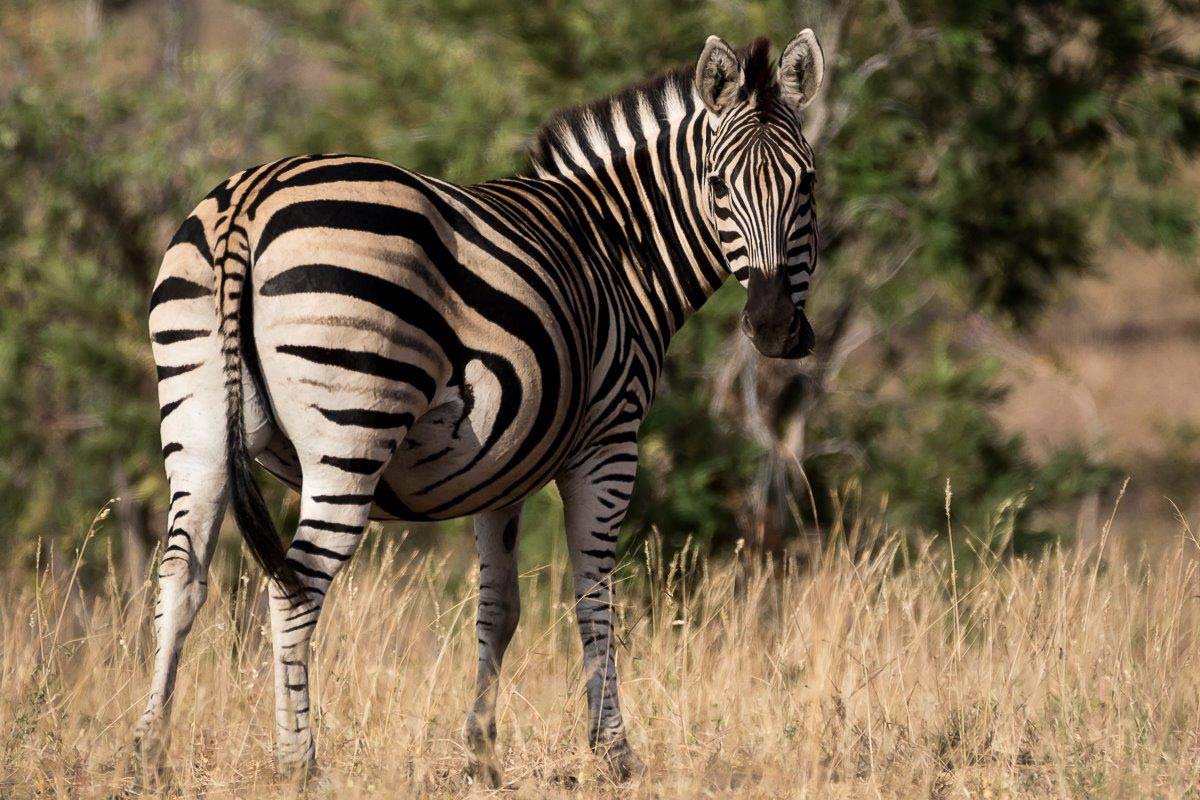 zebra hopper