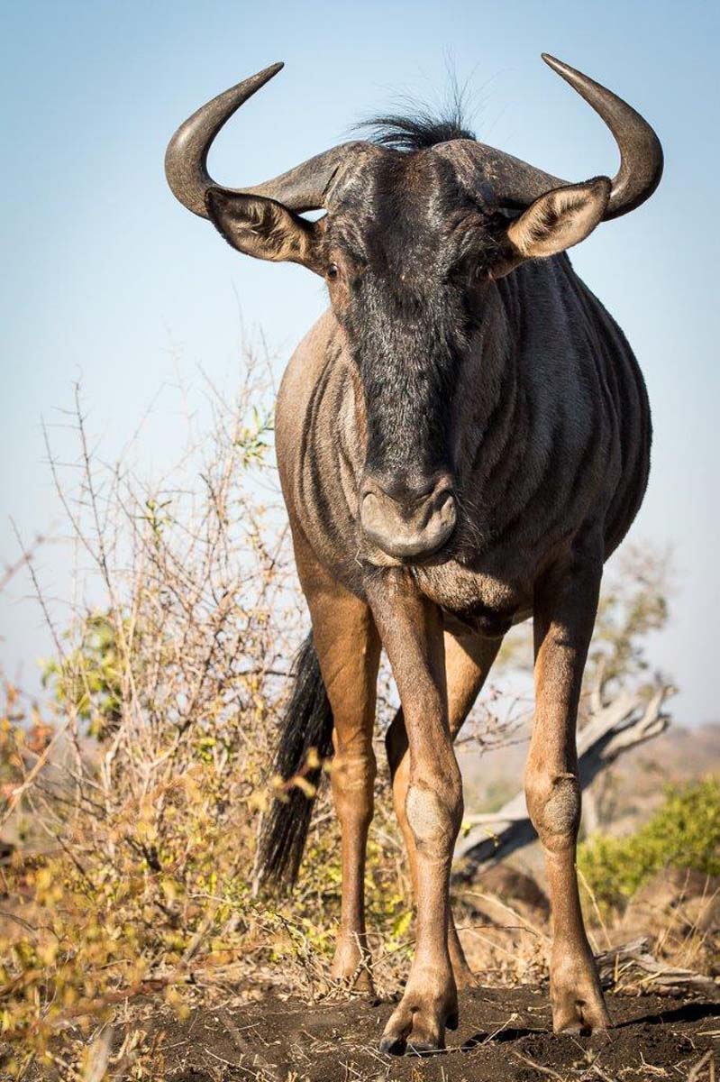 28Franscois Rosslee Gnu1 1 Of 1