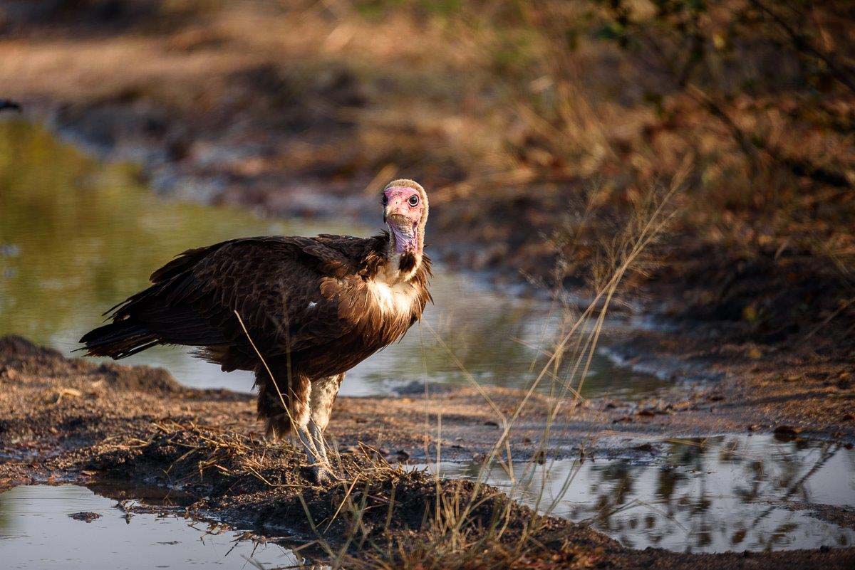 01Mike Palmer Vulture 270716 01Mike Palmer Vulture 270716