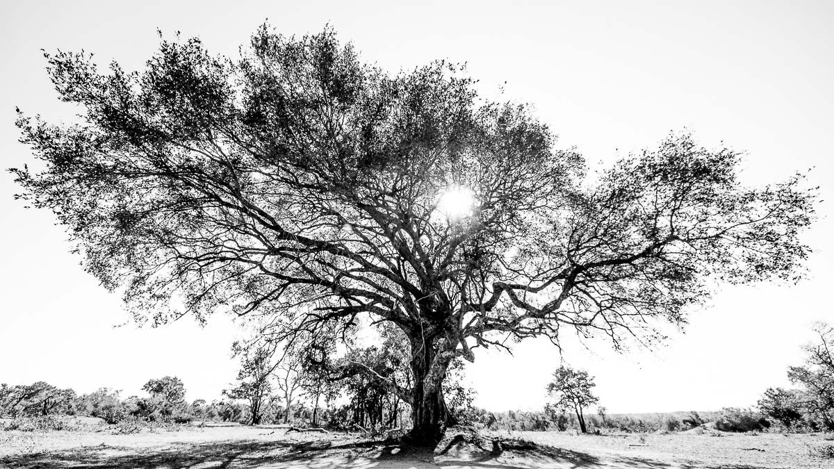 02Sheldon Hooper Big Tree