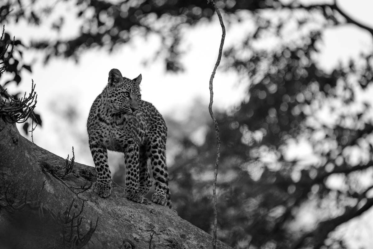 04Mike Palmer LB Cub 170616 3