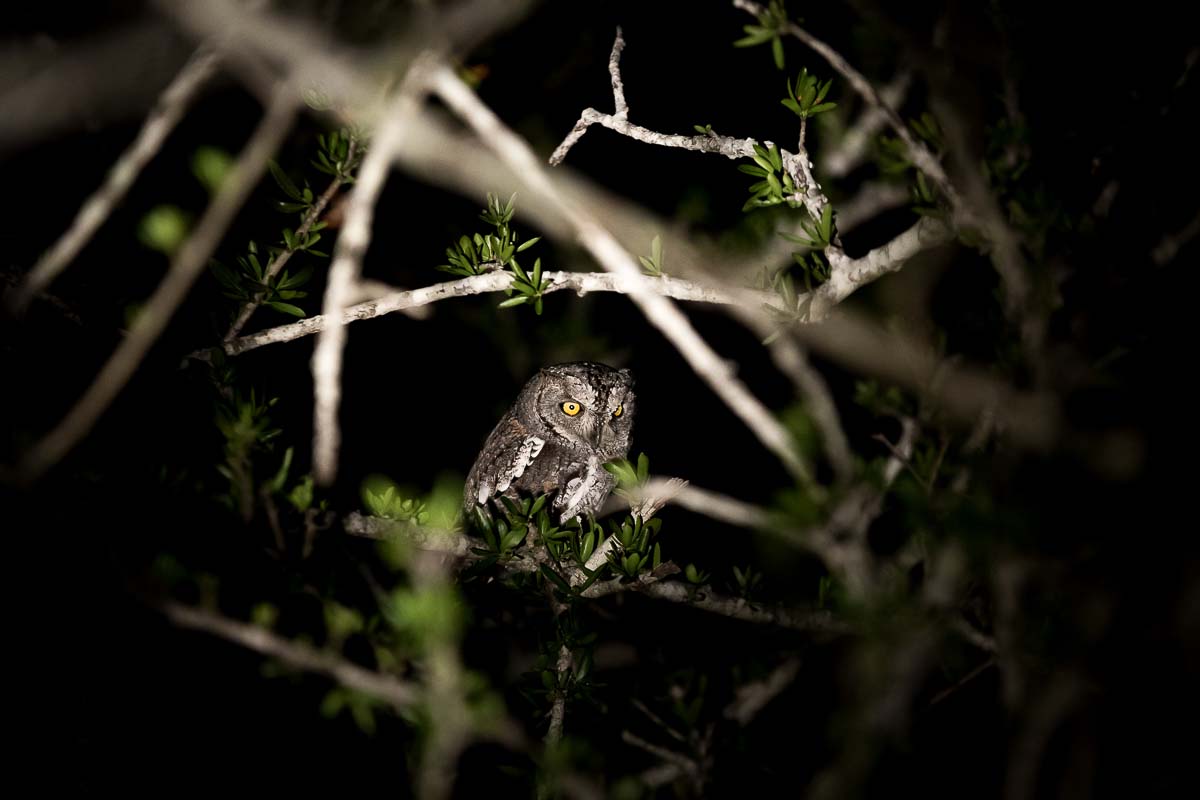 04Sheldon Hooper African Scops Owl 04Sheldon Hooper African Scops Owl