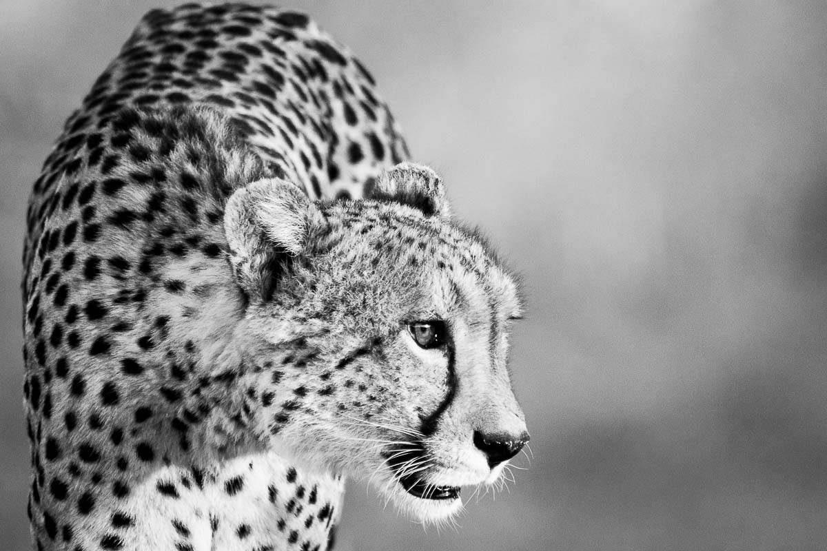 04Sheldon Hooper Cheetah 04Sheldon Hooper Cheetah