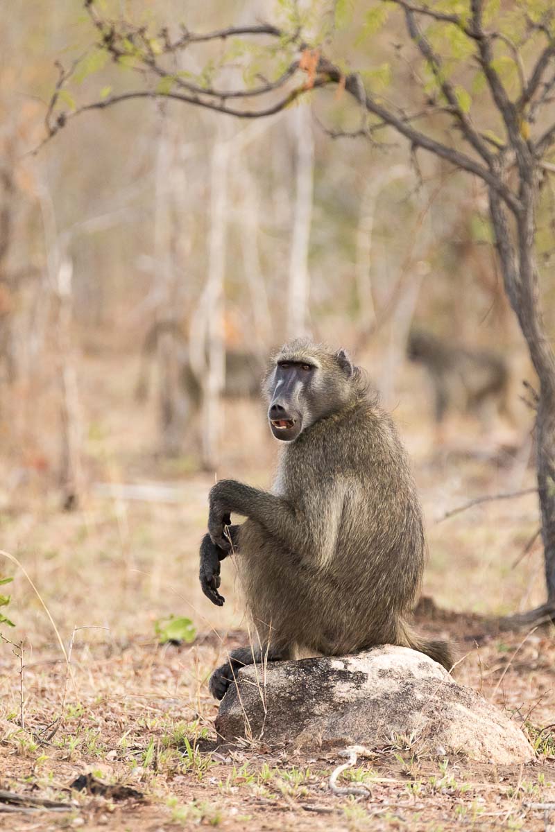 06Sheldon Hooper Baboon 06Sheldon Hooper Baboon