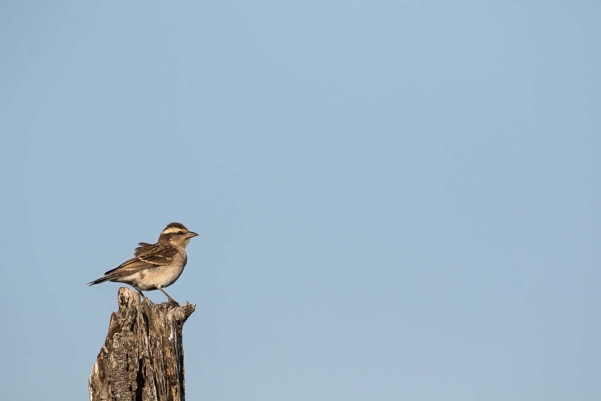 11Sheldon Hooper Tink Tinkji