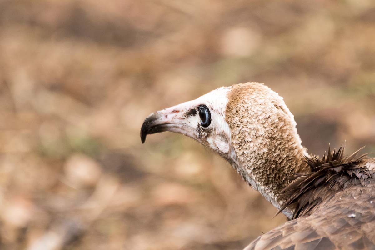 12Sheldon Hooper Hooded Vulture 12Sheldon Hooper Hooded Vulture