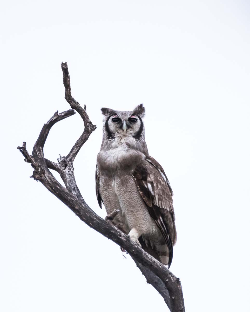 13Sheldon Hooper Veroux Eagle Owl 13Sheldon Hooper Veroux Eagle Owl