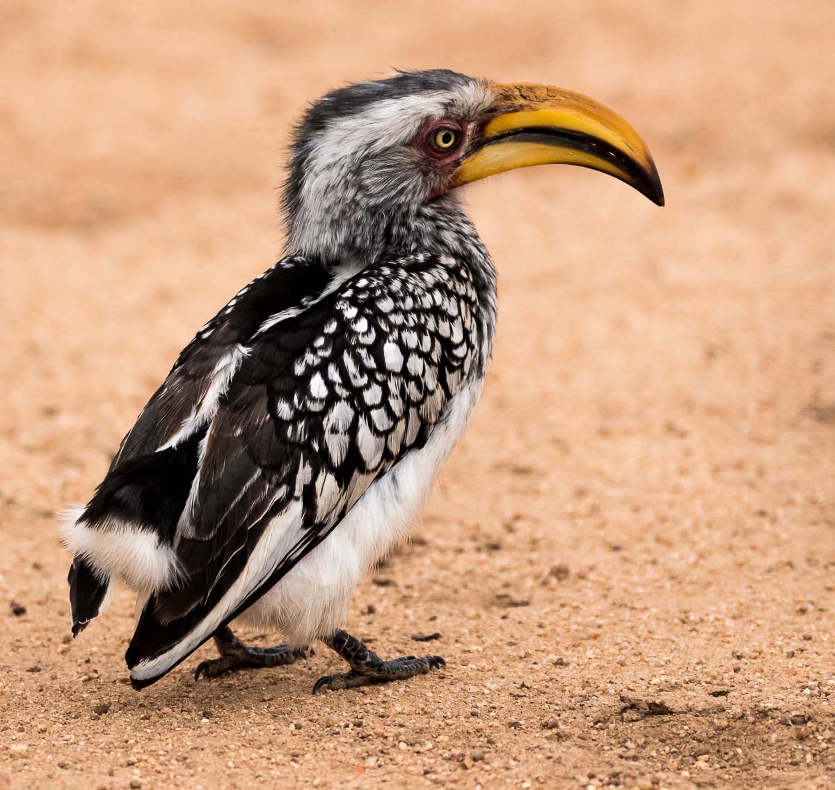 14Sheldon Hooper Tailles Hornbill 14Sheldon Hooper Tailles Hornbill