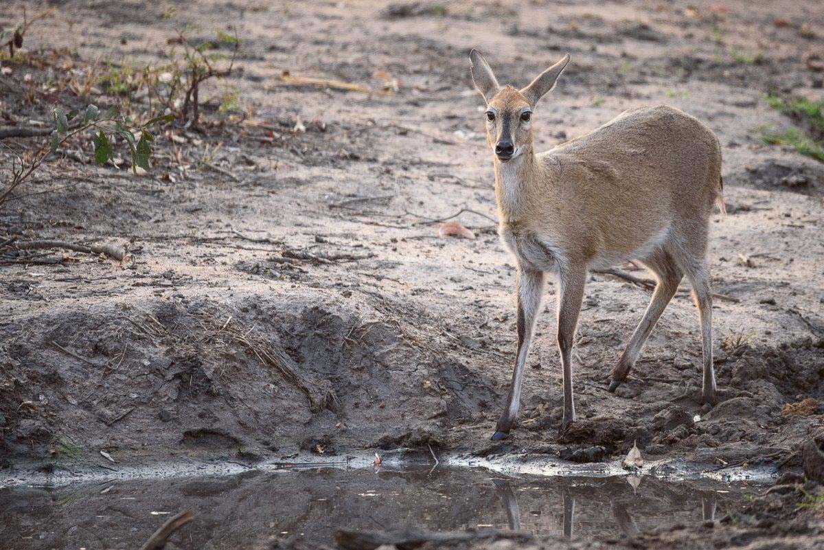 19Mike Palmer Common Duiker 200816 1