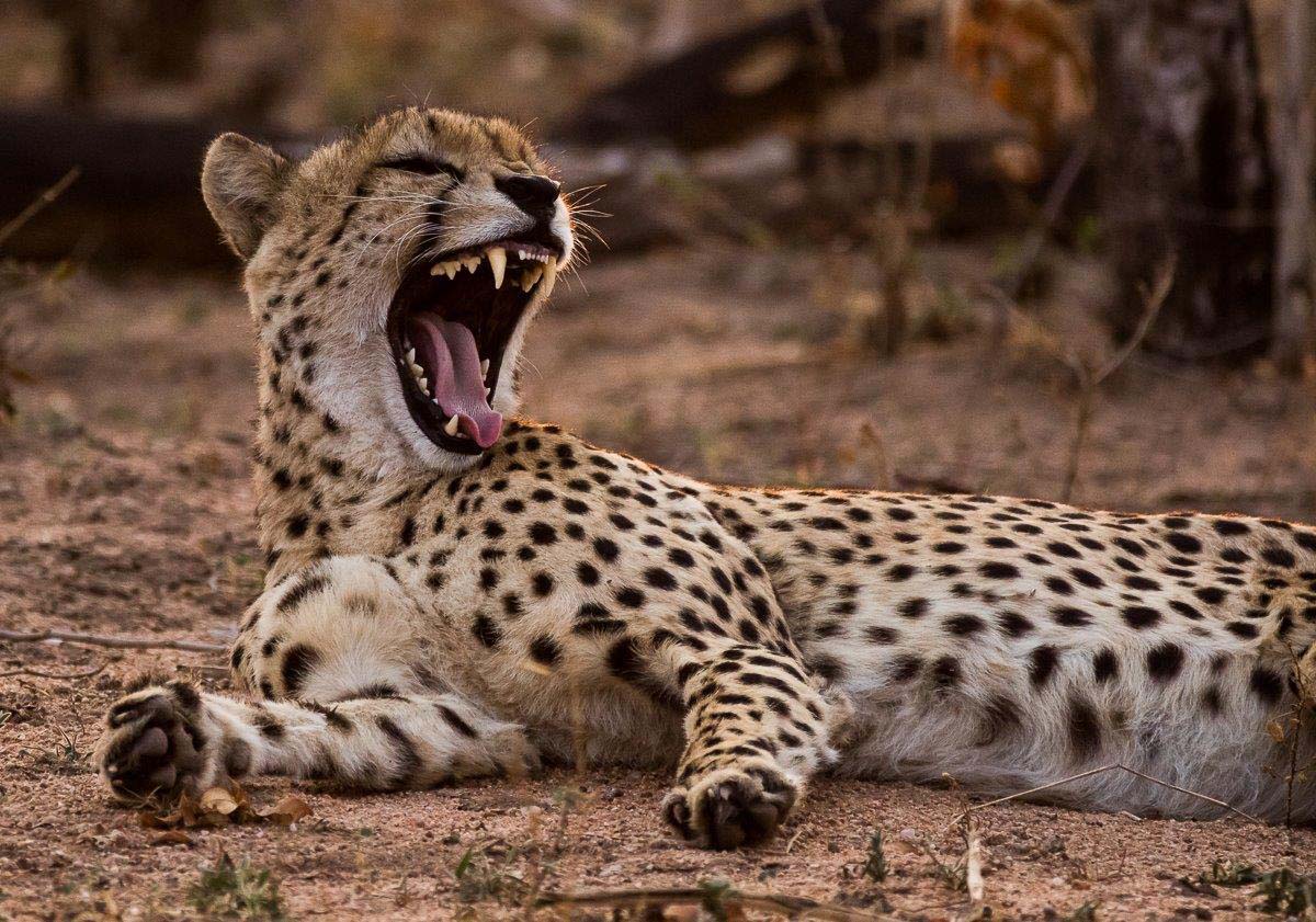 02Sheldon Hooper Cheetah In The Morning 2 02Sheldon Hooper Cheetah In The Morning 2