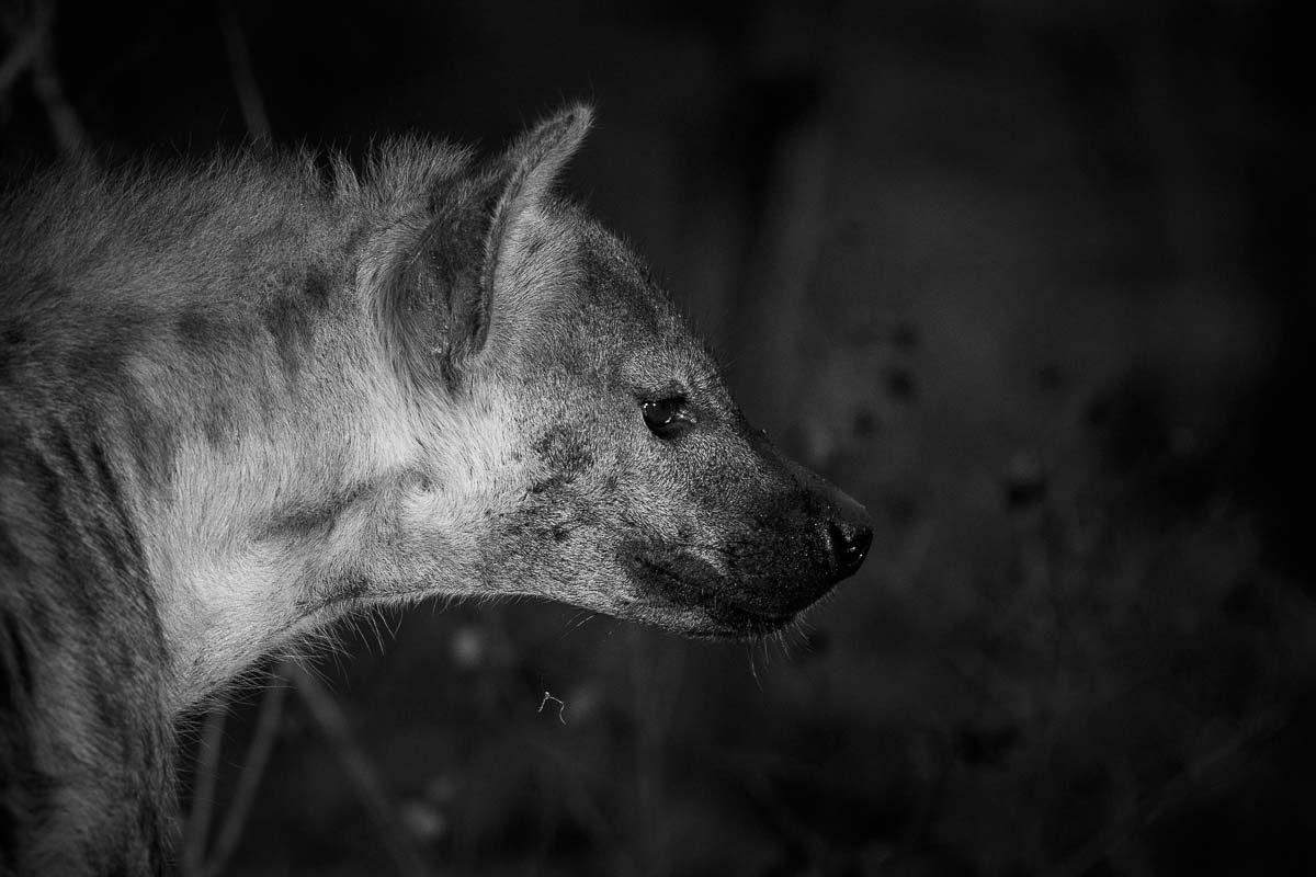 04Mike Palmer Hyena 190916 04Mike Palmer Hyena 190916