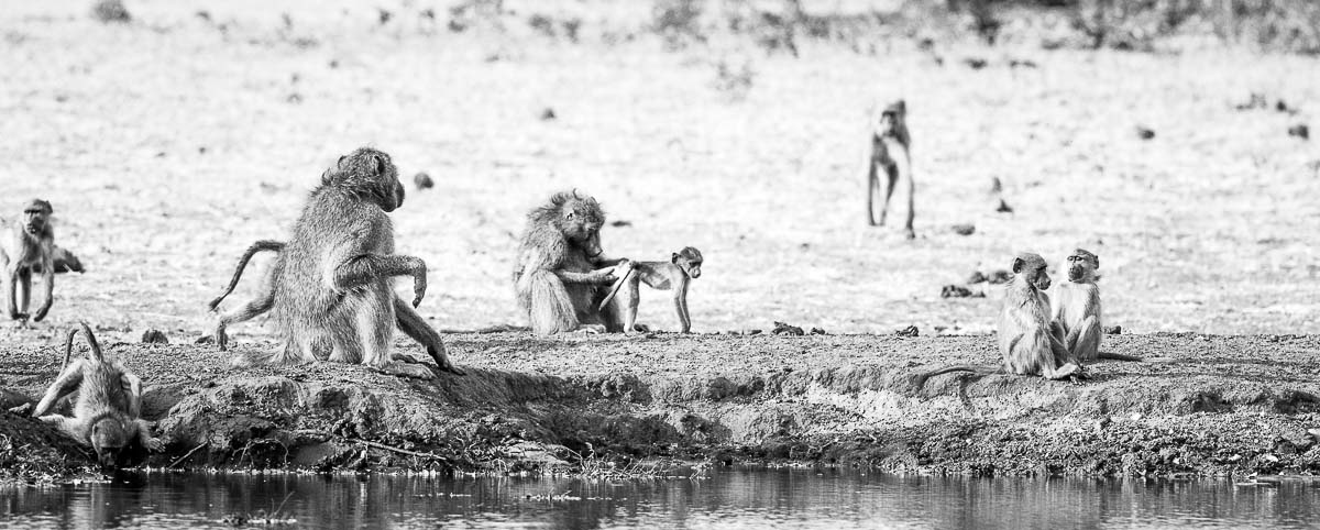 07Mike Palmer Baboons 160916