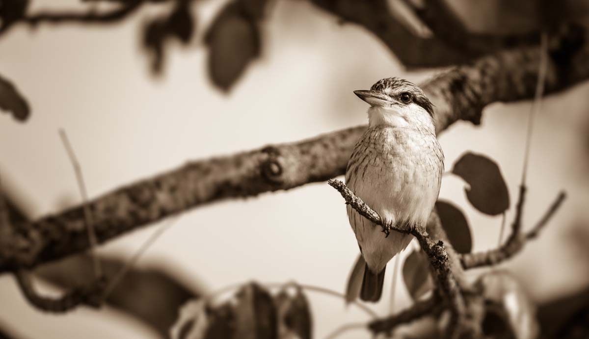 07Mike Palmer Kingfisher 240516