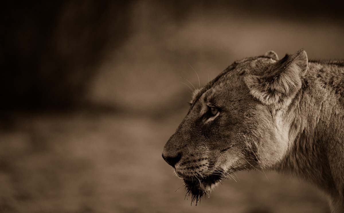 07Mike Palmer Lioness 160716