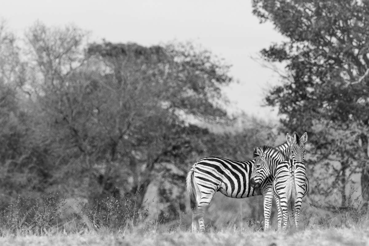 10Mike Palmer Zebra 200916 10Mike Palmer Zebra 200916