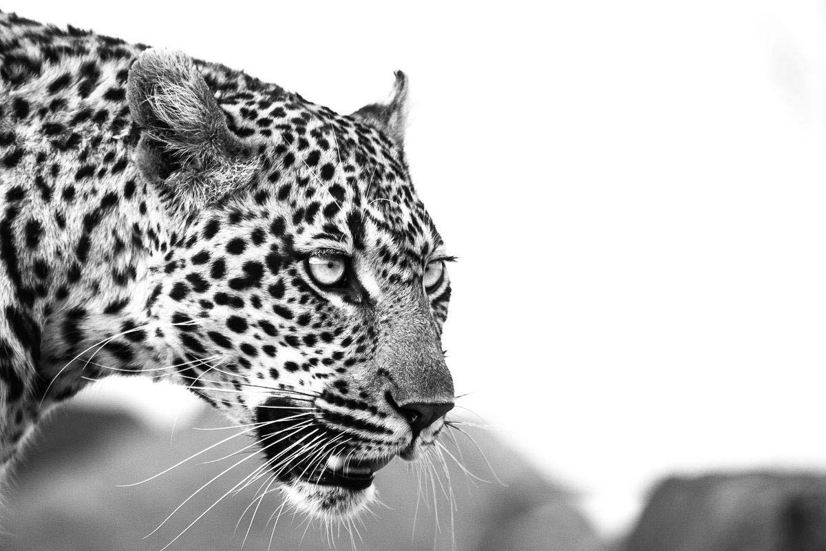 43Sheldon Hooper Hlarulini 3