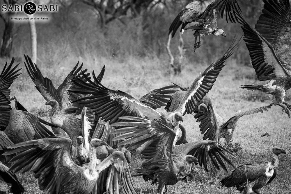 01Mike Palmer Vultures 210915 Final 01Mike Palmer Vultures 210915 Final