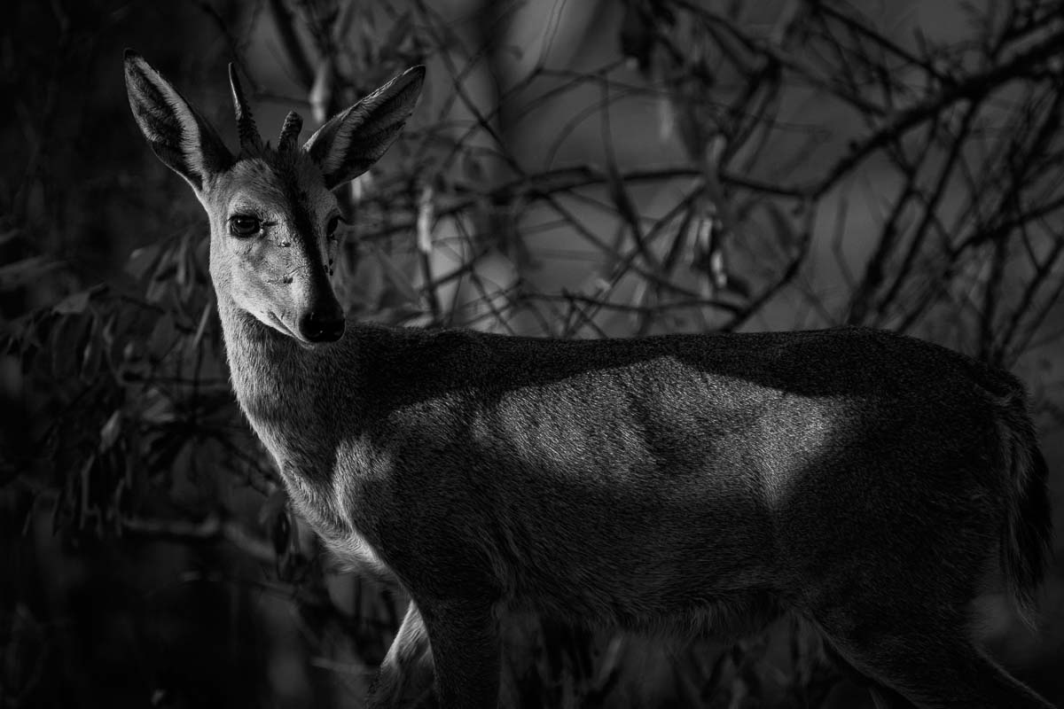 03Mike Palmer Duiker 210916 03Mike Palmer Duiker 210916