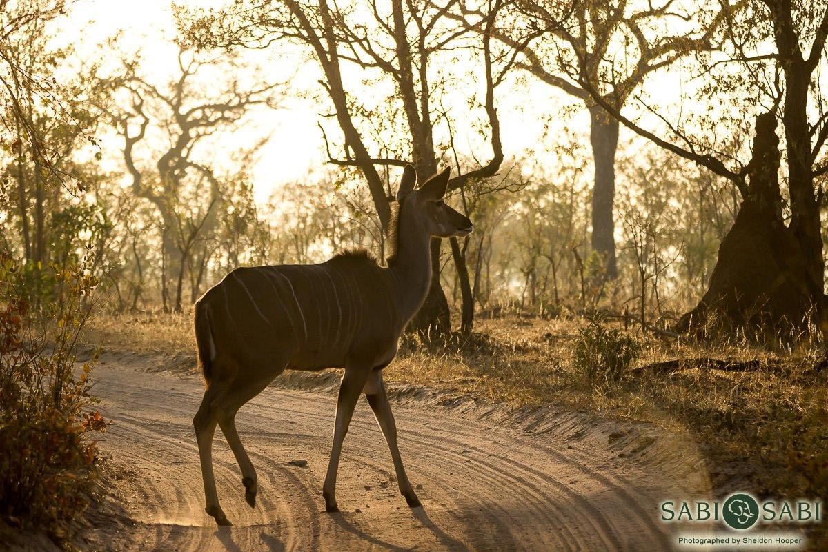 03Sheldon Hooper Kudu Dust Final
