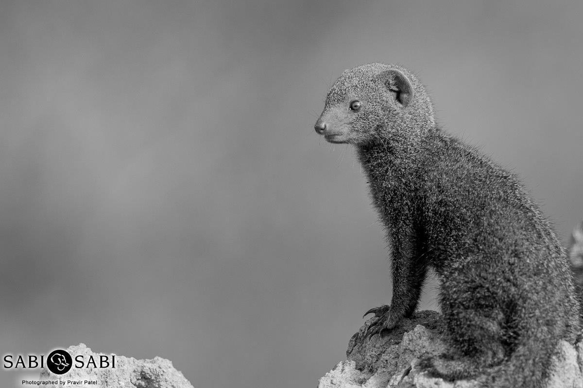 04Pravir Patel Dwarf Mongoose Final 04Pravir Patel Dwarf Mongoose Final