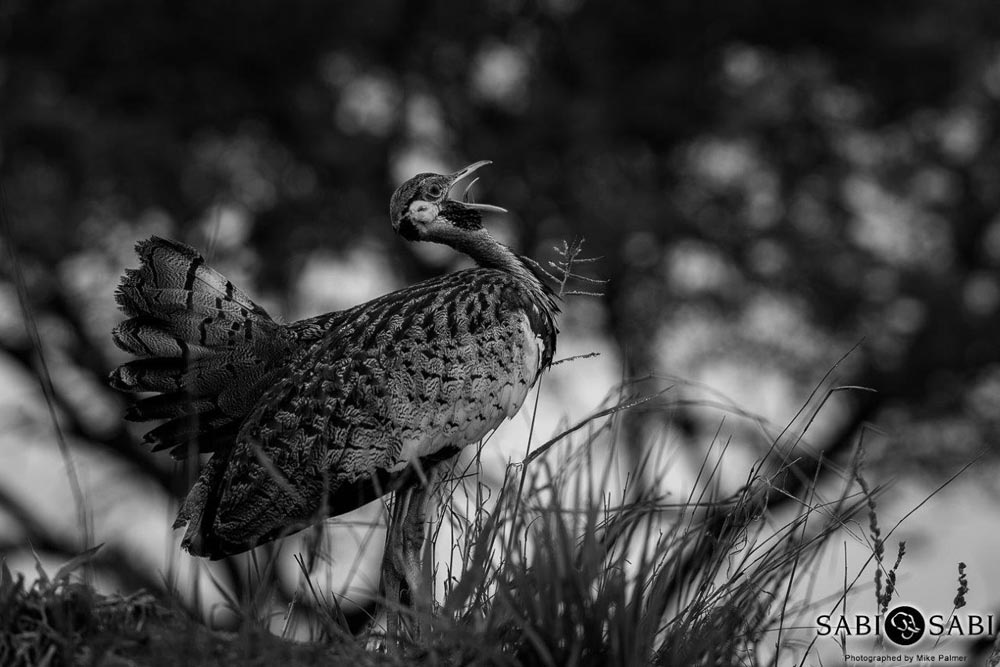 07Mike Palmer Black Bellied Bustard Final 07Mike Palmer Black Bellied Bustard Final