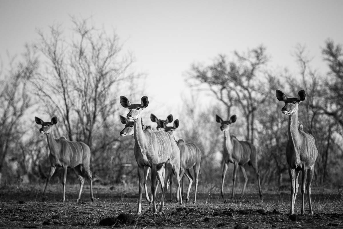07Mike Palmer Kudu 220916 07Mike Palmer Kudu 220916