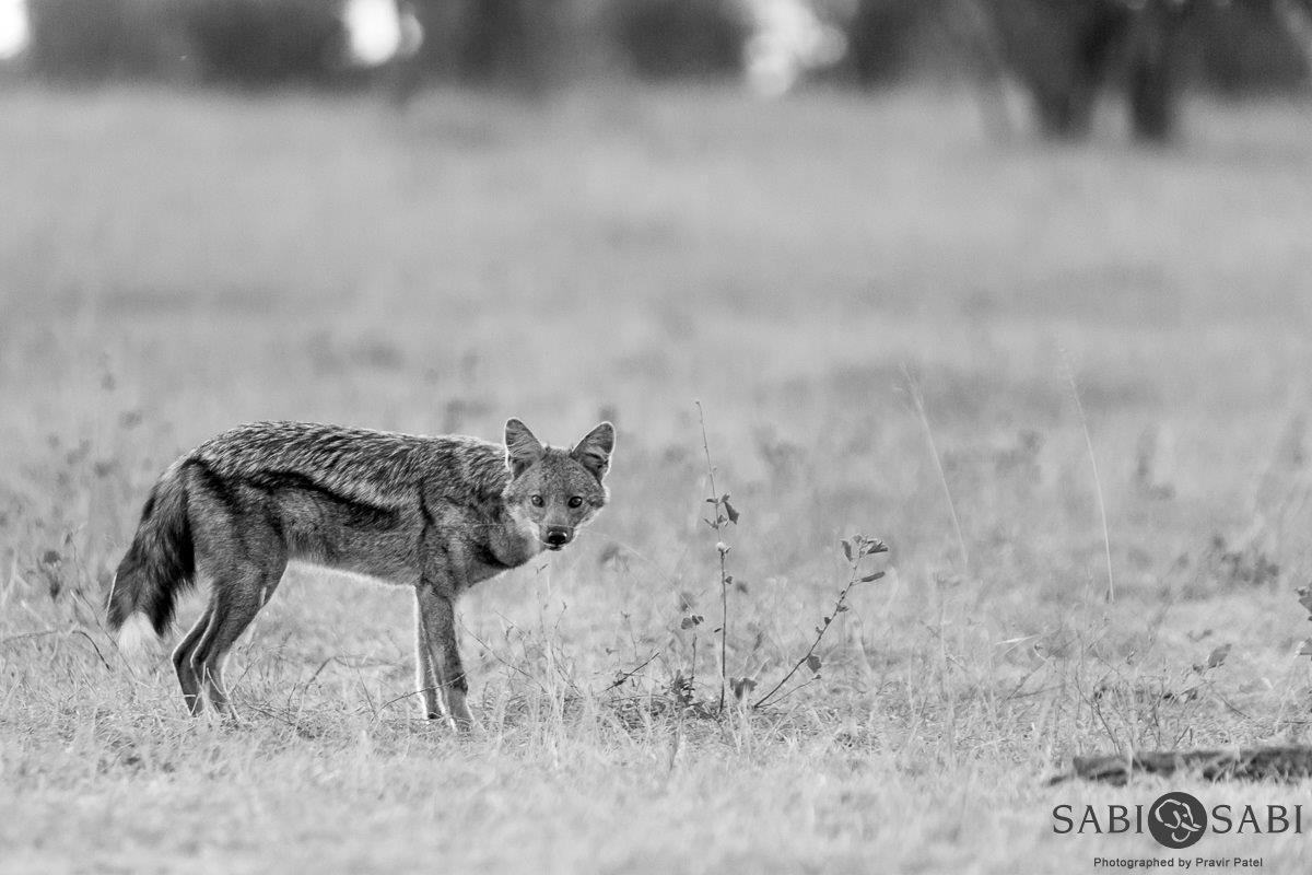 07Pravir Patel Side Striped Jackal Final