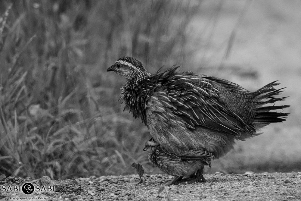 09Mike Palmer Crested Francolin Final 09Mike Palmer Crested Francolin Final