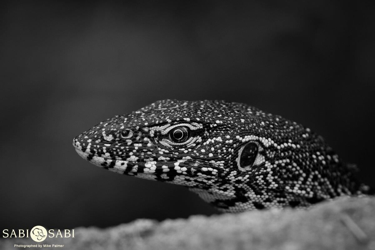 09Mike Palmer Monitor Lizard Portrait Final 09Mike Palmer Monitor Lizard Portrait Final
