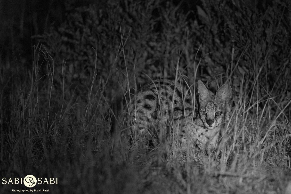 10Pravir Patel Serval Final 10Pravir Patel Serval Final