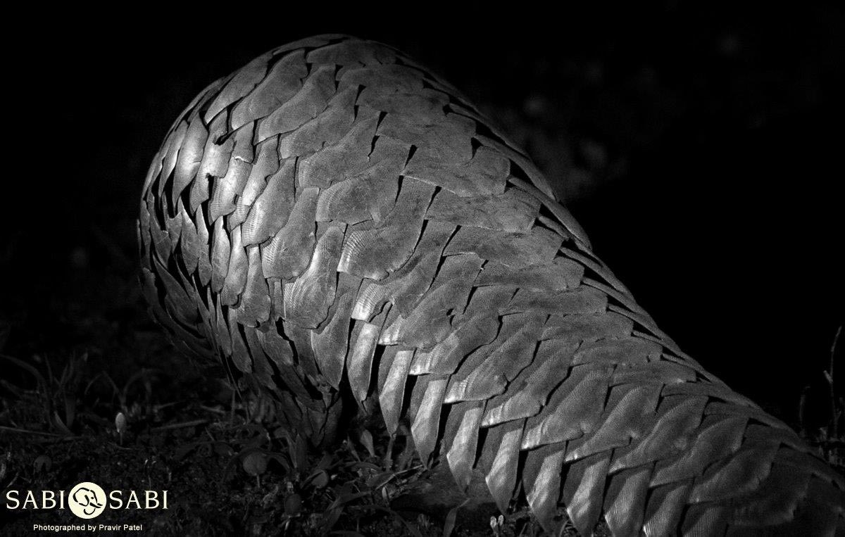 11Pravir Patel Pangolin Scales Final 11Pravir Patel Pangolin Scales Final