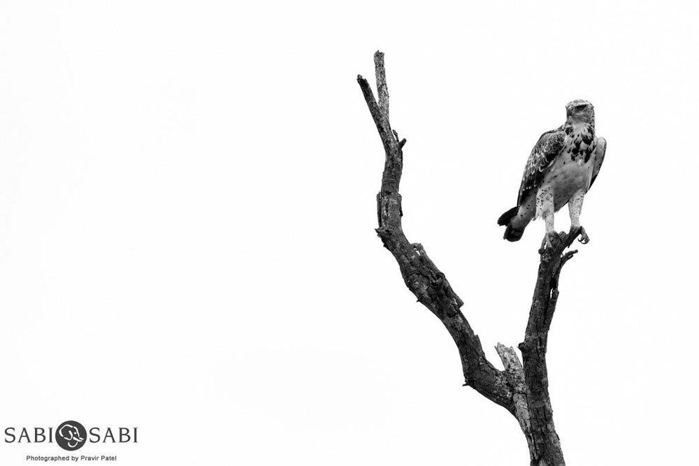 12Pravir Patel Martial Eagle Final 12Pravir Patel Martial Eagle Final