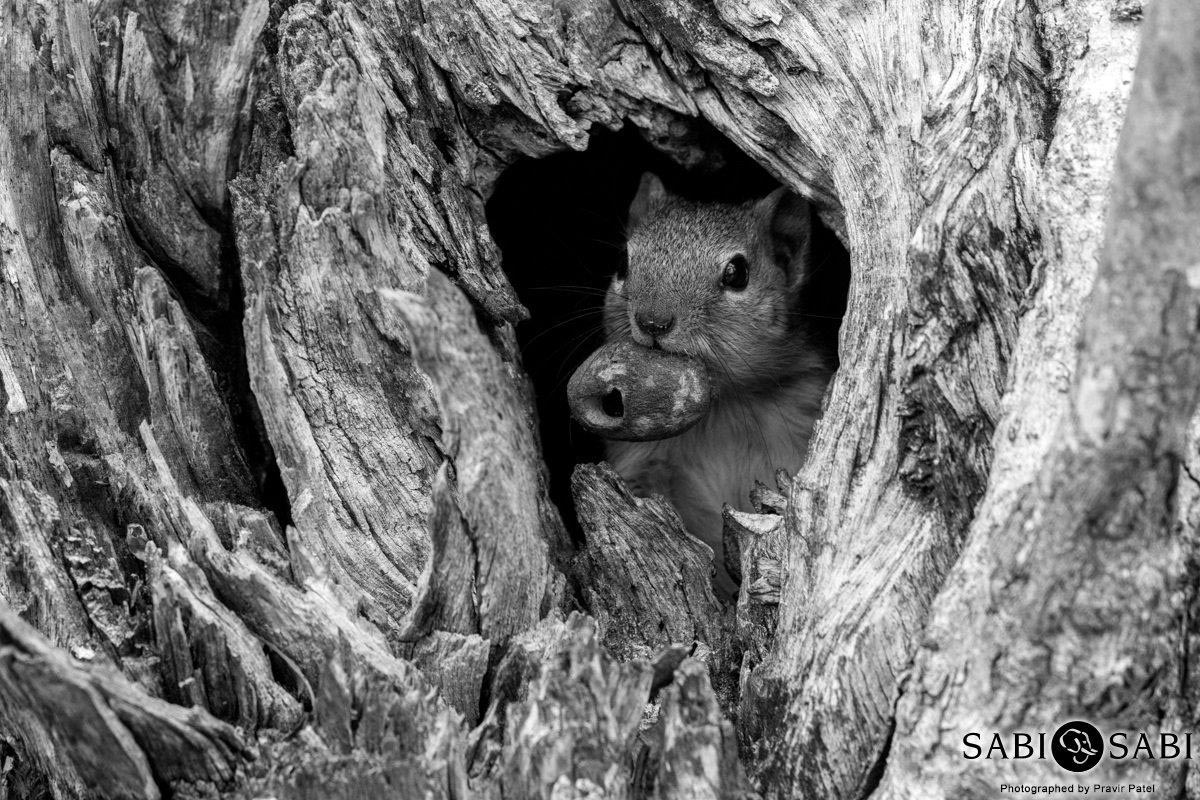 12Pravir Patel Tree Squirrel Final 12Pravir Patel Tree Squirrel Final