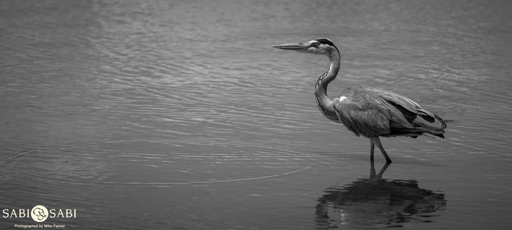 14Mike Palmer Grey Heron Final 14Mike Palmer Grey Heron Final
