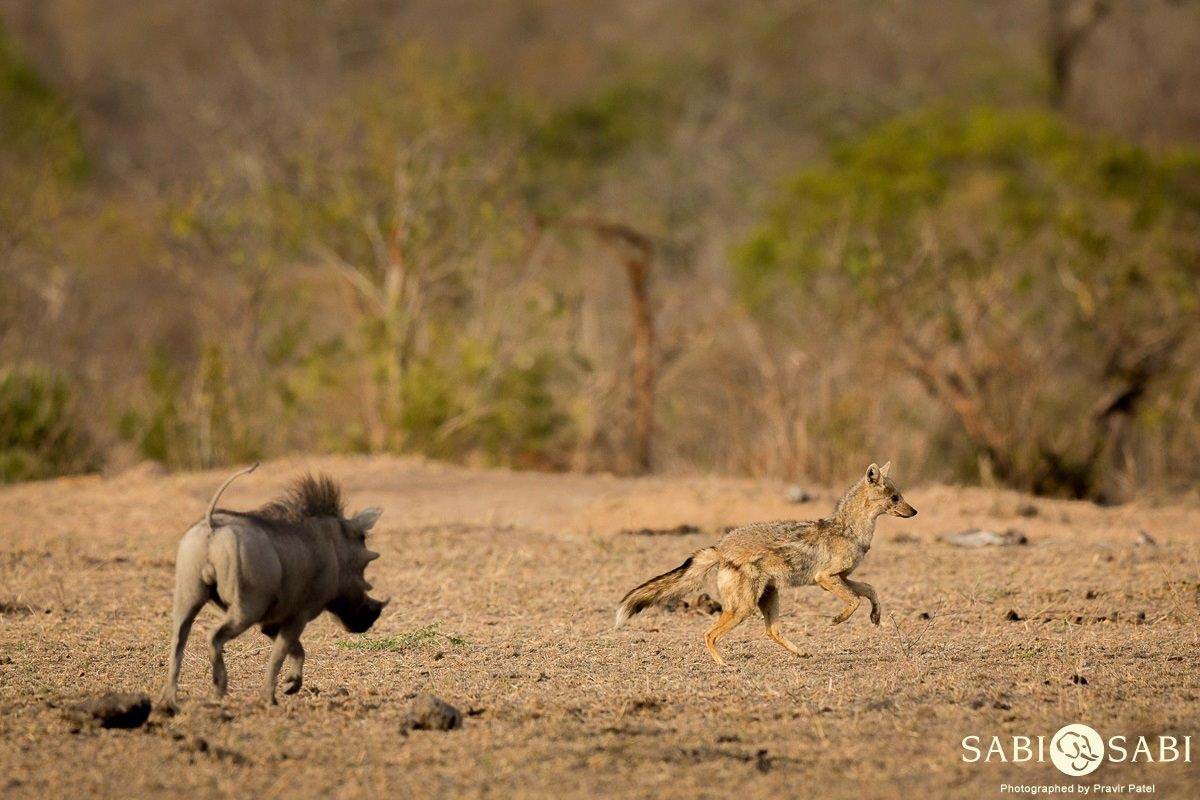 17Pravir Patel WarthogAndJackal Final 17Pravir Patel WarthogAndJackal Final