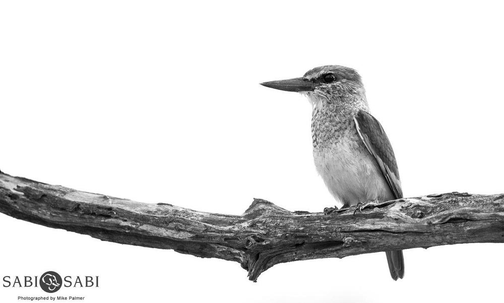 19Mike Palmer Brown Hooded Kingfisher 100216 Final 19Mike Palmer Brown Hooded Kingfisher 100216 Final