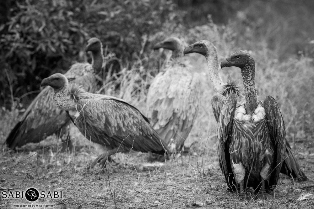 21Mike Palmer Vultures 2 Final 21Mike Palmer Vultures 2 Final
