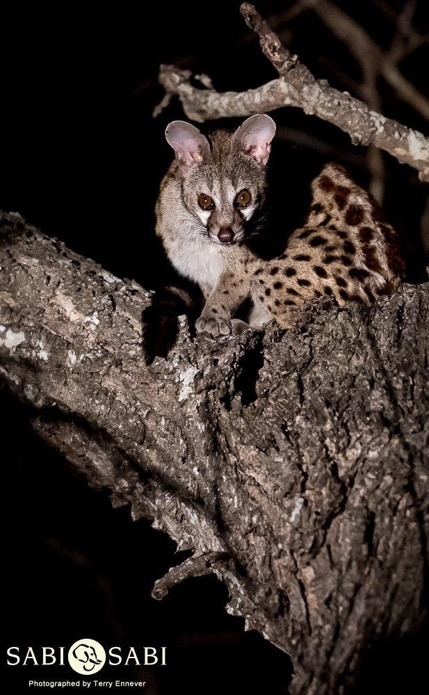 23Terry Ennever Large Spotted Genet Final 23Terry Ennever Large Spotted Genet Final