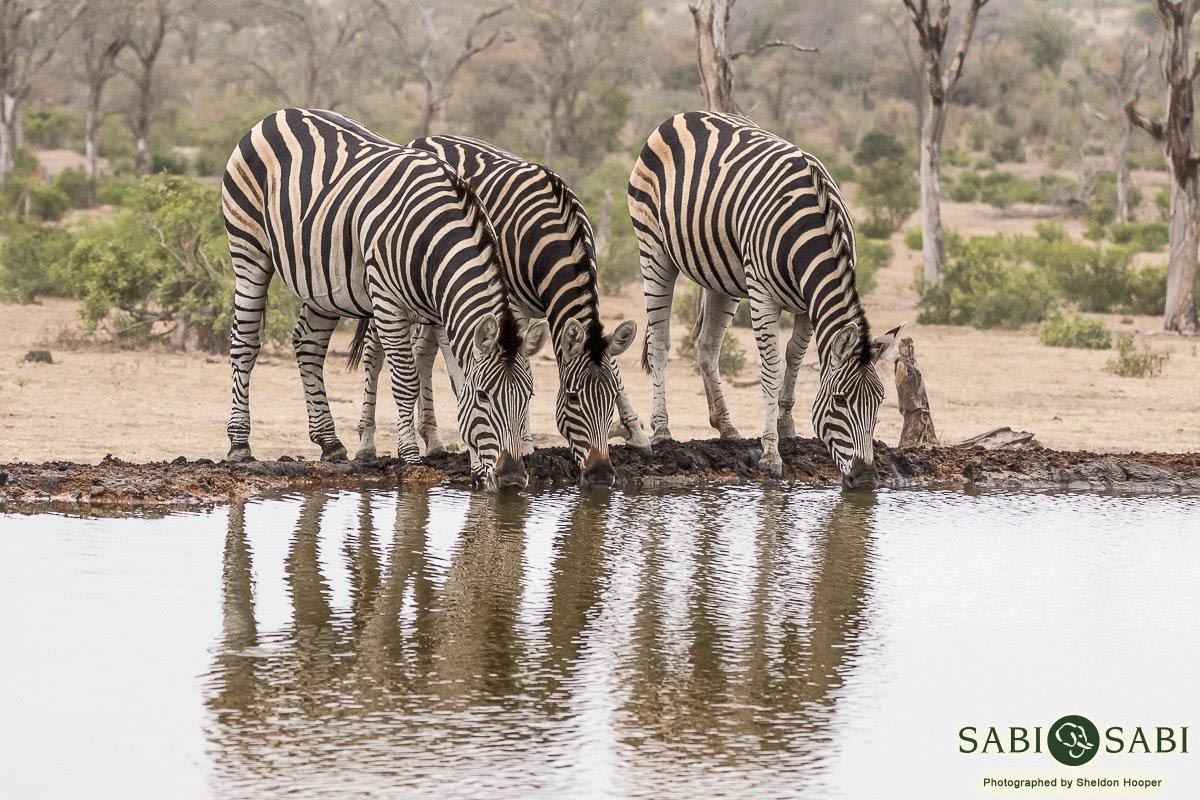 Penis size zebra Equus (genus)