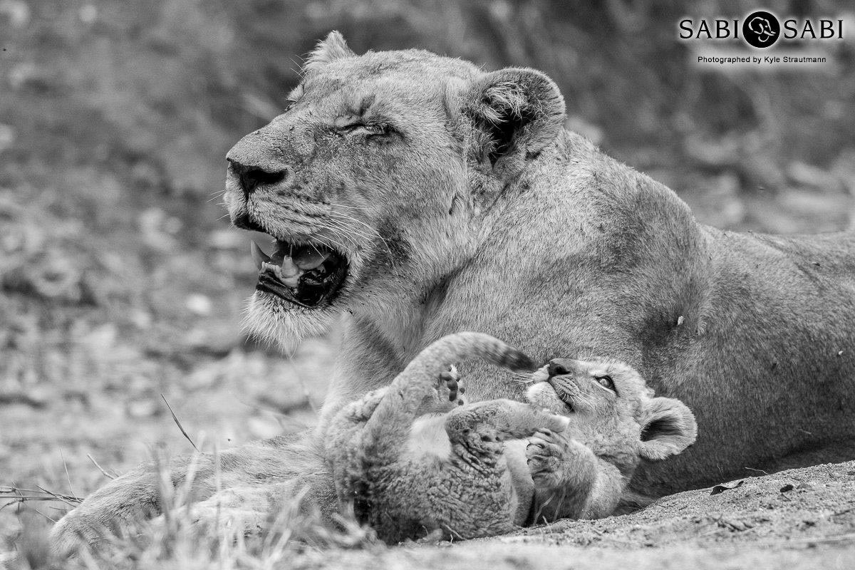 35Kyle SP Y Cubs 8 Final