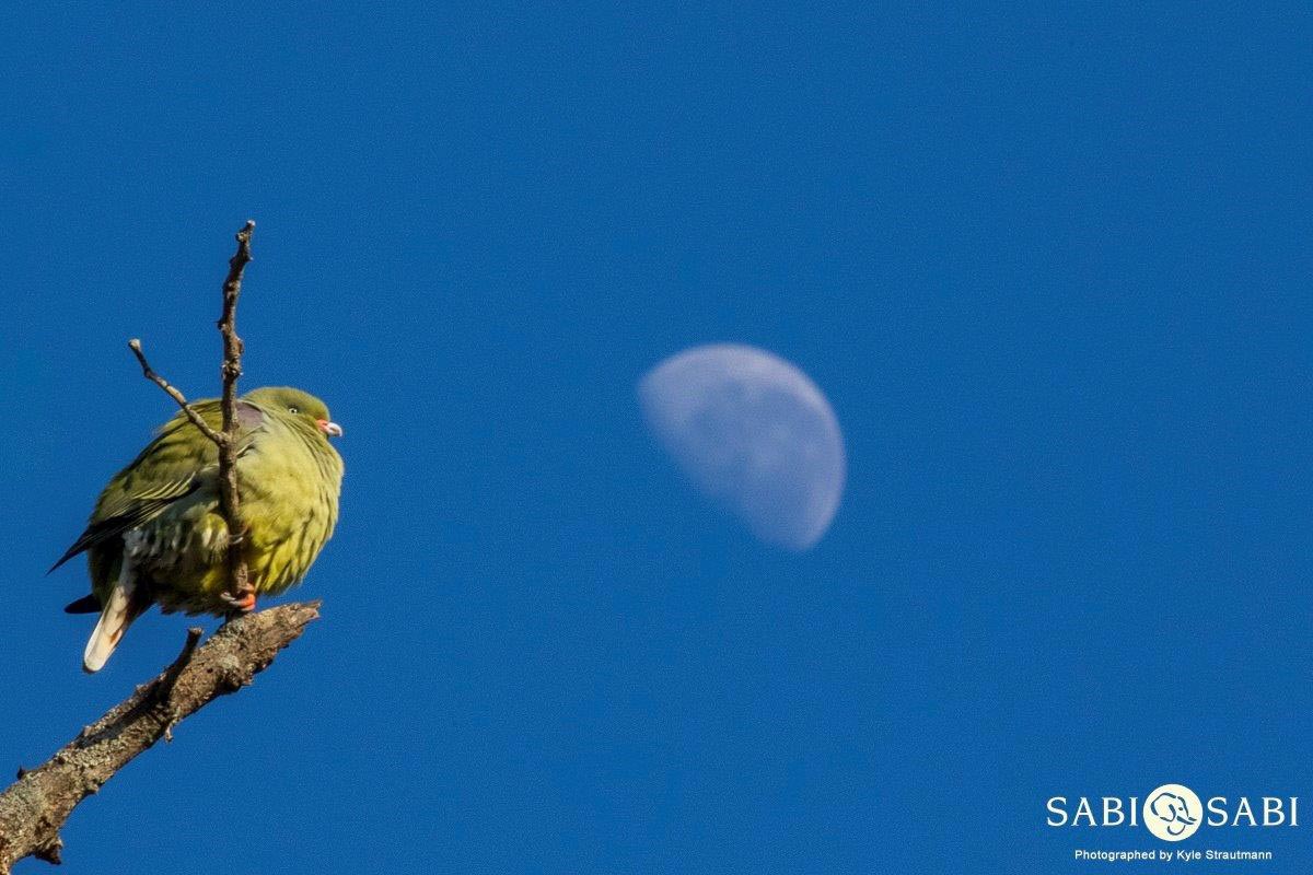 01Kyle African Green Pigeon Moon 2 Final 01Kyle African Green Pigeon Moon 2 Final