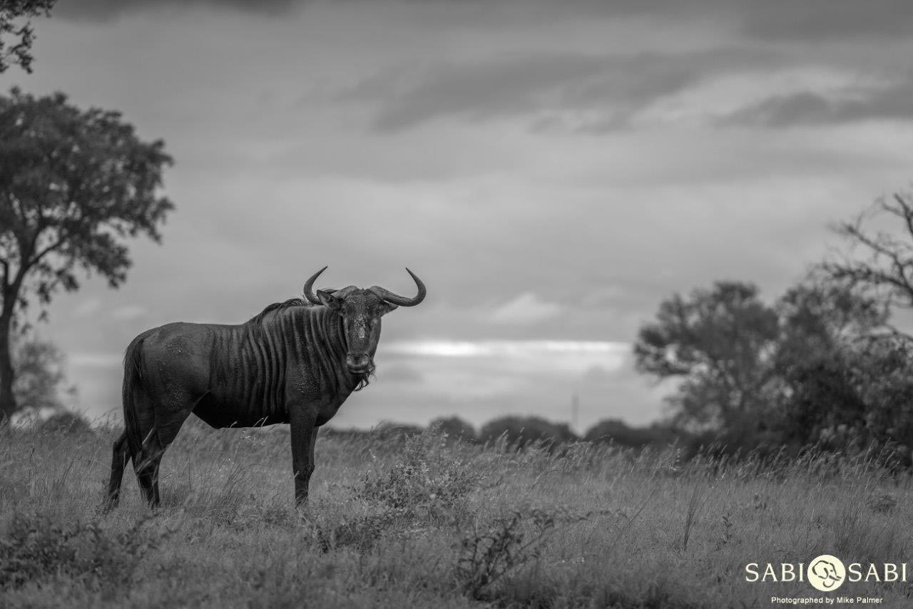 01Mike Palmer Wildebeest Final 01Mike Palmer Wildebeest Final