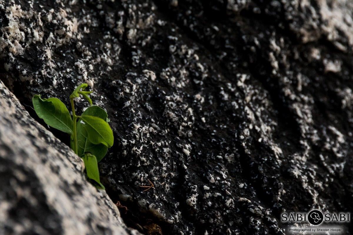 01Sheldon Hooper Persistance Final