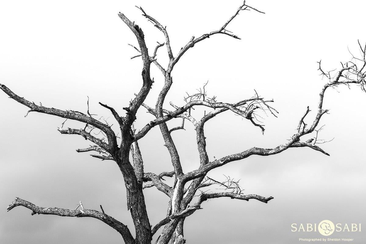 01Sheldon Hooper Tree Final 01Sheldon Hooper Tree Final