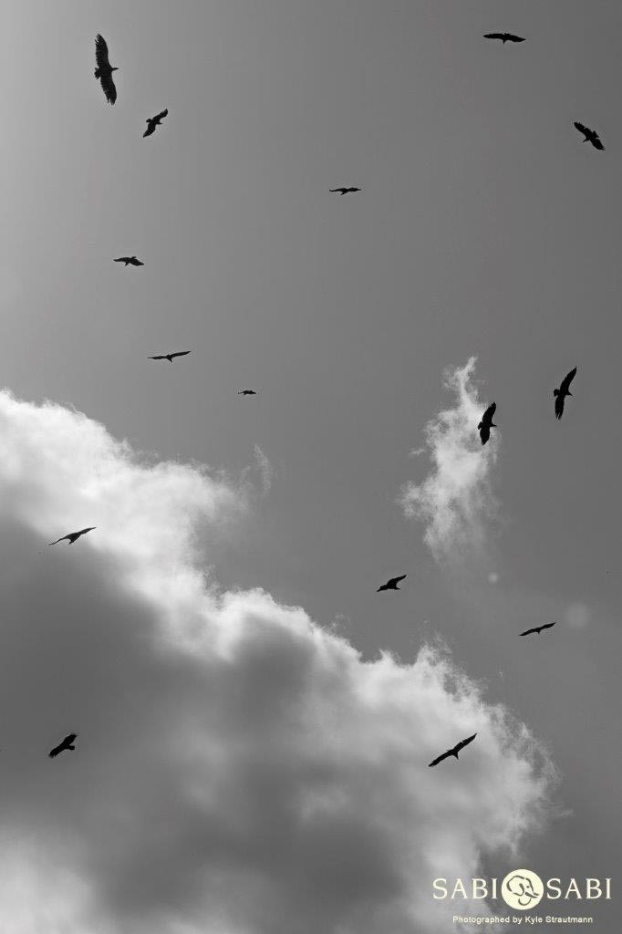 02Kyle Vultures Final